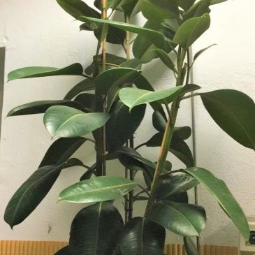 Ficus robusta 180 cm